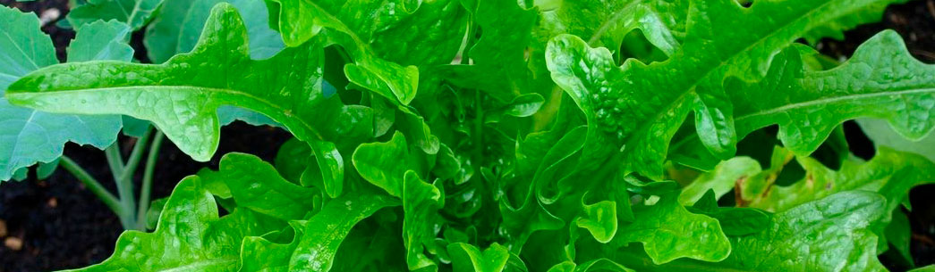 lettuce-royal-oakleaf-.jpg